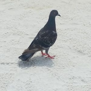 Meet your Posher, Terry